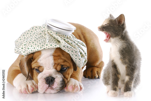 Foto: dog and cat fight dog and cat fight