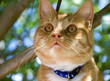 Red cat sitting in a tree