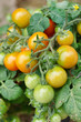 growth tomatoes