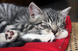 Schlafende Katze