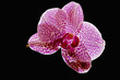 Orchidée