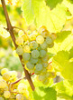 Weinrebe