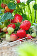 Closeup of fresh organic strawberries growing on the vine