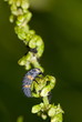 Larve des Asiatischen Marienkäfers (Coccinella) auf Läusejagd
