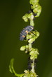 Larve des Asiatischen Marienkäfers (Coccinella)