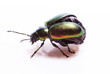 Grüner Sauerampferkäfer (Gastrophysa viridula)