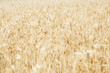 Wheat.