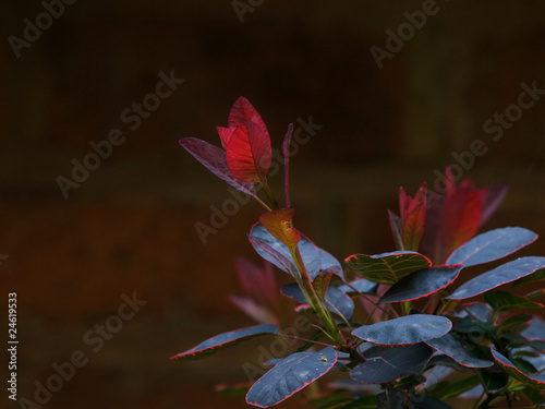Photo: Shrub Shrub