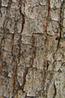 Photo: Wood Bark Texture Wood Bark Texture