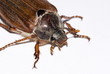 Feldmaikäfer (Melolontha melolontha)