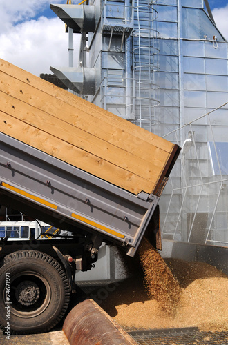 Photo: grain dumping grain dumping