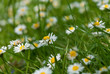 Daisy green field