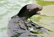 Seelöwe #100727-31