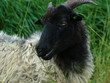 Happy Goat