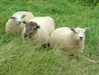 Three Goats