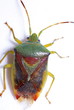 Bunte Blattwanze (Elasmostethus interstinctus)