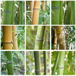 composition bambous
