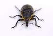 Rüsselkäfer (Larinus Sturnus)