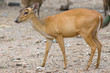 barking deer