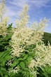 Goats-beard