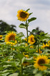 Sonnenblumen