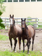 horses