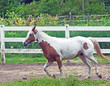 horse