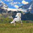 white horse run gallop in walley