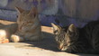 Gatos somnolientos