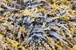 Seaweed