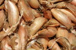 échalote