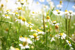 camomile
