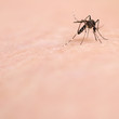Mosquito on Skin