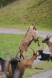 Mountain Goat Jumping Mountain Goat Jumping