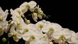 Orchids at exhibition in Singapore #11 Orchids at exhibition in Singapore #11