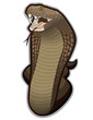 Cobra snake ready to strike Cobra snake ready to strike