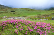 Rhododendron flowers in summer mountain Rhododendron flowers in summer mountain
