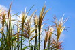 Wheat like grass and blue sky background