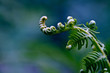 Fern