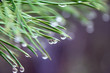 Waterdrops on Pine Needle
