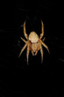 OrbWeaverSpider_Cringing_On_Web_Isolated_on_Black