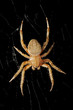 OrbWeaverSpider_Suspended_From_Web_On_Black