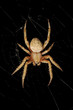 OrbWeaverSpider_Suspended_From_Web_On_Black