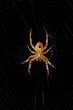 Underside_of_OrbWeaverSpider_Suspended_From_Web_On_Black