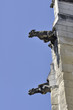 gargouilles, cathédrale de Nevers, France