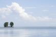 Two trees at a reef near the Seychelles