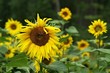 Sonnenblumenfeld Sonnenblumenfeld