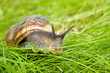 Grassy snail