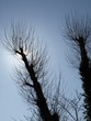Tree reaching out