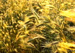 Golden wheat